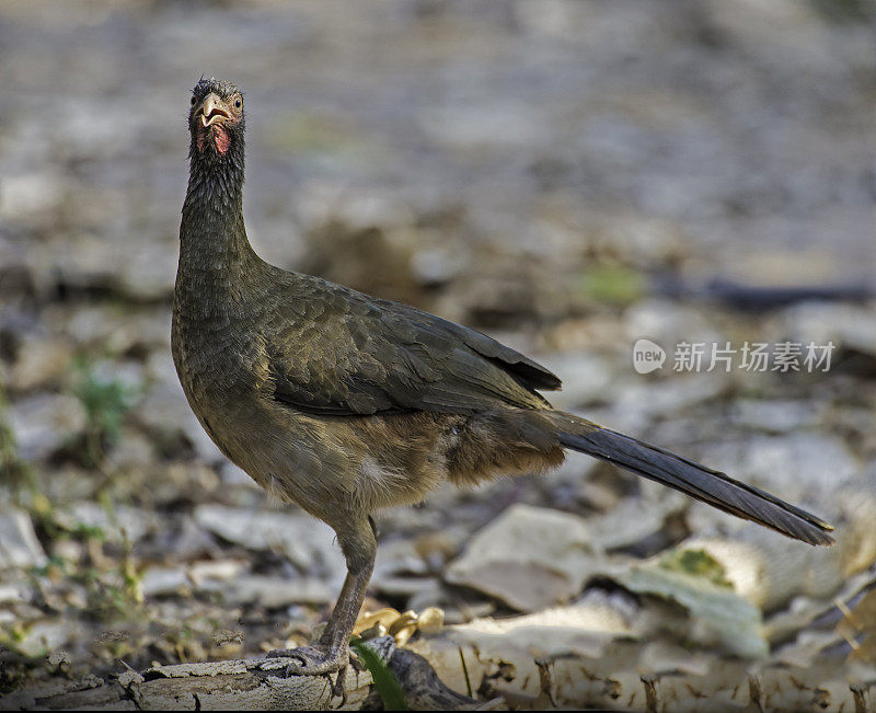 Chaco chachalaca (Ortalis canicollis)是蟋蟀科的一种鸟类。发现于巴西潘塔纳尔地区。